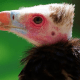 White-headed Vulture (Trigonoceps occipitalis)