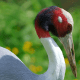 Sarus Crane (Grus antigone)