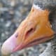 macrophotography-of-birds