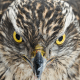 Hawk