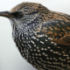 The remarkable coloration of the Commom Starling's feathers is clearly visible in this image.