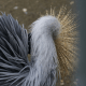 Grey Crowned Crane