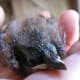 Carolina Wren Baby Bird