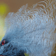 Southern Crowned Pigeon