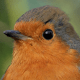 Robin in Dublin