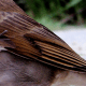 Close-up of Wren Wing
