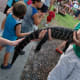 My daughter petting a baby gator