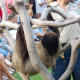 Sloth at Brevard Zoo