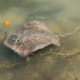 Stingray spotted on Indian River