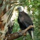 Bald Eagle at Brevard Zoo