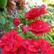 Red roses in garden