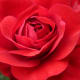 Red rose