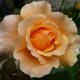 My grandpa loved his roses! Rose called Just Joey