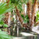 Agua Caliente stream to main pond