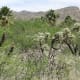 Agua Caliente area near seasonal ponds