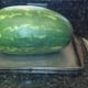 Place watermelon on baking pan and slice thin layer on bottom to create stable base.