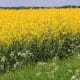 The rape crop