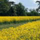 A Cambridgeshire field in bloom