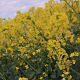 The rape crop