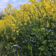 The rape crop in full bloom