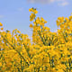 The rape crop