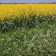 Rape and wild flowers grow side by side