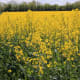The border of an oilseed rape field