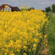 Scenic vista of crops and wild grass