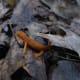 Salamanders (like the one in the photo), beavers, deer, otters, and other wildlife can be seen on hikes in the Finger Lakes region.