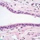 Stratified Cuboidal H&E Stain