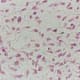 Embryonic Connective Tissue Mesenchymal H&E Stain