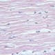 Elastic Connective Tissue H&E Stain