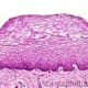 Stratified Squamous H&E Stain