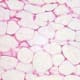 Adipose Connective Tissue H&E Stain