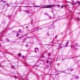 Loose Aerolar Connective Tissue H&E Stain
