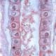 Simple Cuboidal H&E Stain