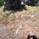 Fig tree roots