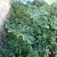 New fig shoots growing where they shouldn't