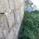 Cracking out-house walls due to fig root damage