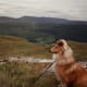 Shetland Sheep Dogs are sometimes affected by vWD Type III.