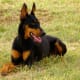 Doberman Pinschers are prone to Type I vWD.