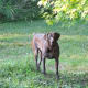 German Short-Haired Pointers are sometimes affected by the extremely rare Type II vWD.