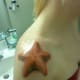 starfish-tattoos-and-designs-starfish-tattoo-meanings-and-ideas-starfish-tattoo-pictures