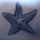 starfish-tattoos-and-designs-starfish-tattoo-meanings-and-ideas-starfish-tattoo-pictures