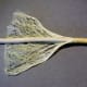Fibers on hemp stem