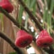 the-nutritional-and-health-benefits-of-pears