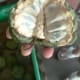 Inside of the sitaphal showing individual seeds covered in its own sweet fleshy pulp