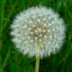 Dandelion seed head