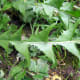 Dandelion leaves