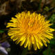 Dandelion flower